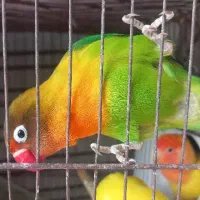 کوتوله برزیلی ماده،نژاد فیشر. فول دستی