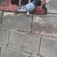 پلاکی خارجی