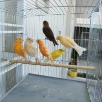 قناری نر و ماده مولد،اماده آماده|پرنده|آباده, |دیوار