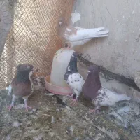 کبوتر کله|پرنده|شباب, |دیوار