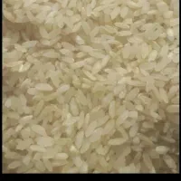 فروش برنج کامفیروز