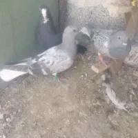 کبوتر یا کفتر