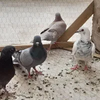 کفتر چاهی کبوتر چاهی گوشتی