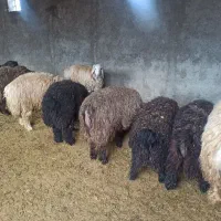 بره پرواری جفتی 100الی110کیلو