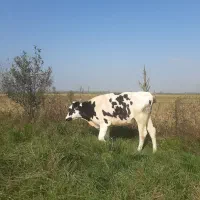 لیشه هلشتاین