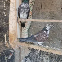 گم شد هرعزیزی کرفته خبربده شیرینی میدم