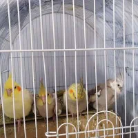 طوطی عروس ایزو بلا  و لوتینا نر وماده فروشی است.|پرنده|قرچک, فردیس|دیوار