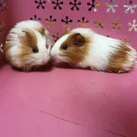 توله خوکچه هندی