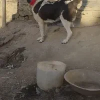 ماده روزگاری با ی توله گلچین ناب