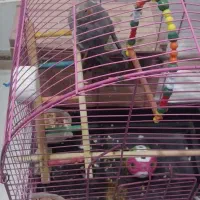 فروش دو عدد نر و ماده عروس پاریس با قفس و اتاق|پرنده|کارون, |دیوار