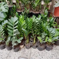 گل زاموفیلیا|گل و گیاه طبیعی|مشهد, تلگرد|دیوار