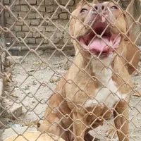 توله پیت بول|سگ|محمدشهر, شهرک پیام (مهرالبرز)|دیوار