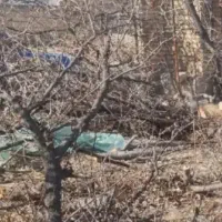 هرس‌کردن‌درخت