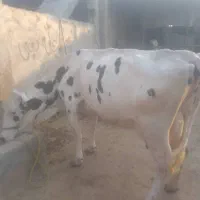 گاو درجه یک در سوسنگرد