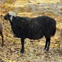 قوچ افشار دم شلال|حیوانات مزرعه|بم, |دیوار