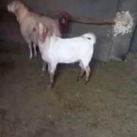 بزغاله دورگ سانن نر