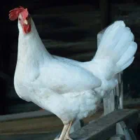 مرغ تخم گذار