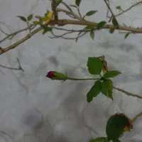 گل ختمی موقعیت قره ضیاءالدین|گل و گیاه طبیعی|قره ضیاالدین, |دیوار