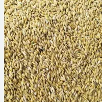 فروش جو ویلما و گندم شانه ای