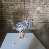 جوجه پیلیموت