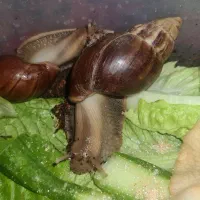 خاویار حلزون، کلاژن جوانساز پوست