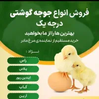فروش جوجه یک روزه کوشتی
