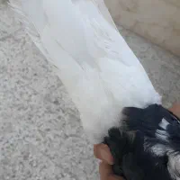 شامی ودم سفید کاکلی نروماده طوقی کله سینه کلاغ|پرنده|مشهد, آزادشهر|دیوار