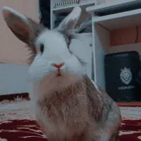 خرگوش بازیگوش