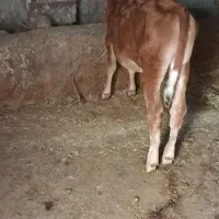 گوساله نر ۱۴۰کیلو