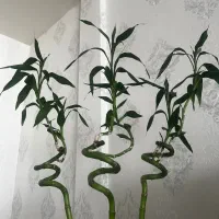 گلدان شیشه ای خارجی با گل بامبو پیچ|گل و گیاه طبیعی|مشهد, شهرک امام هادی (شهرک غرب)|دیوار