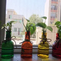 گیاه پتوس