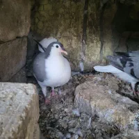 یجفت دمگیر گلین یلایی با جوجه|پرنده|اصفهان, قهجاورستان|دیوار