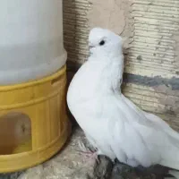 ماده سفید چشم زرد کاکلی گمشده