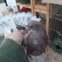 پرشی و ساعتی