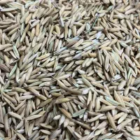 چلتوک برنج نوراباد