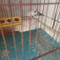 پرنده|پرنده|سلماس, |دیوار