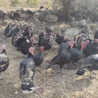 بوقلمون محلی ارگانیک|حیوانات مزرعه|پلدختر, |دیوار