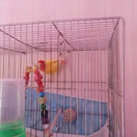 کوتوله زرد صورت هلویی بالغ|پرنده|مشهد, شهرک مطهری|دیوار