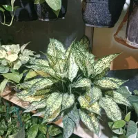 باباآدم همه رنگ