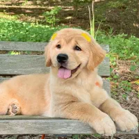 گلدن رتریور|سگ|تهران, پردیسان|دیوار