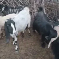 فروش.چهارده  راس بز درجه یک|حیوانات مزرعه|یاسوج, |دیوار