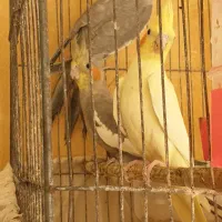 عروس هلندی|پرنده|دزفول, |دیوار