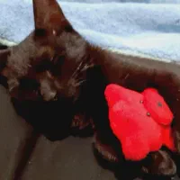 یک عدد گربه dsh واگذار میشود