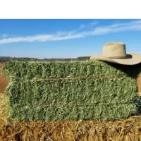 ذرت سیلو و یونجه|عمدهفروشی|زنجان, |دیوار