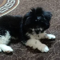 کمشده سگ|حیوانات|قشم, |دیوار