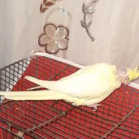 عروس هلندی|پرنده|بم, |دیوار