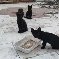 واگذاری سه عدد بچه گربه سه چهار ماهه