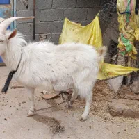 تکه سانن|حیوانات مزرعه|سرداران, |دیوار