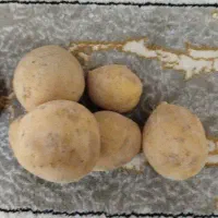 سیب زمینی جیلی بدون هیچ سم و کود و ارگانیک|عمدهفروشی|دهگلان, |دیوار