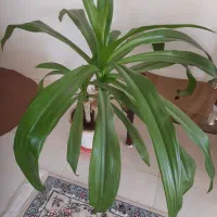 گل سوسن انکبوتی|گل و گیاه طبیعی|اقلید, |دیوار